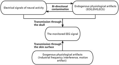 A general dual-pathway network for EEG denoising